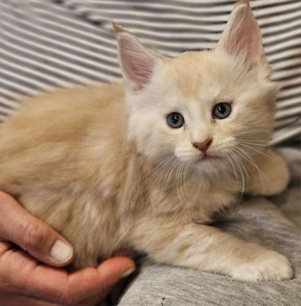 Reinrassige Maine Coon Kitten
