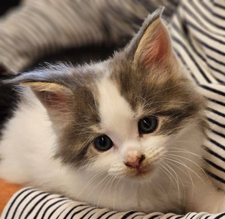 Reinrassige Maine Coon Kitten