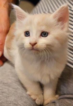Reinrassige Maine Coon Kitten