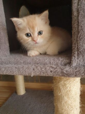 BKH Kitten reinrassig Abgabebereit