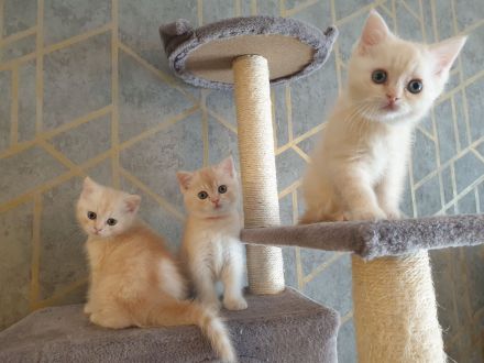 BKH Kitten reinrassig Abgabebereit