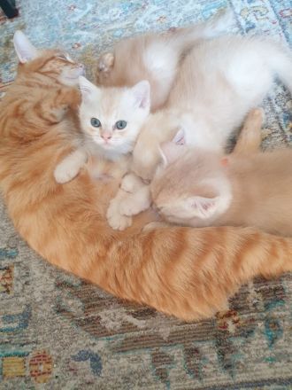 BKH Kitten reinrassig Abgabebereit