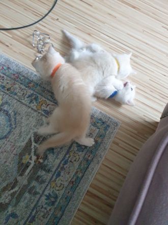 BKH Kitten reinrassig Abgabebereit