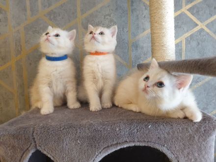 BKH Kitten reinrassig Abgabebereit