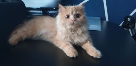 BKH BLH Kitten reinrassig noch 2 verfügbar