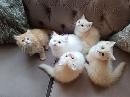 BKH BLH Kitten reinrassig noch 2 verfügbar