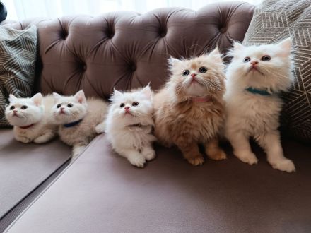 BKH BLH Kitten reinrassig noch 2 verfügbar