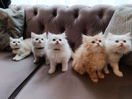 BKH BLH Kitten reinrassig noch 2 verfügbar