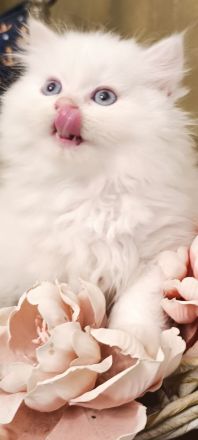 BKH BLH Kitten reinrassig noch 2 verfügbar