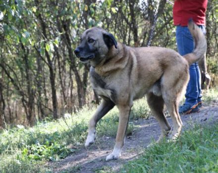 Wer rettet Leon, den XL-Fellfreund