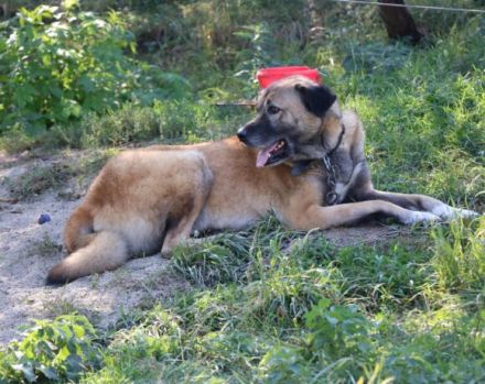 Wer rettet Leon, den XL-Fellfreund