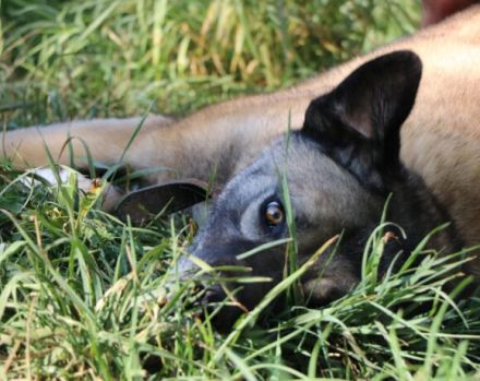 Wer rettet Leon, den XL-Fellfreund