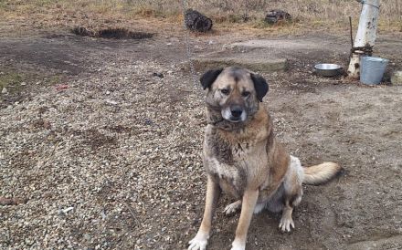 Wer rettet Leon, den XL-Fellfreund