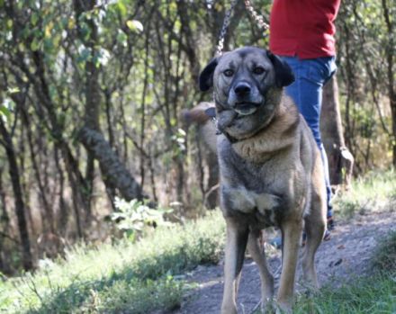 Wer rettet Leon, den XL-Fellfreund