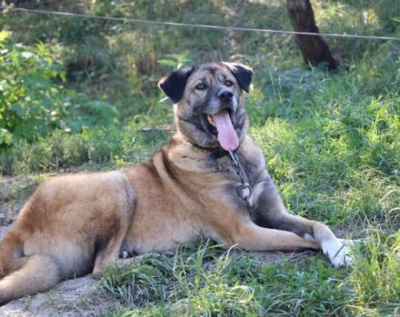 Wer rettet Leon, den XL-Fellfreund