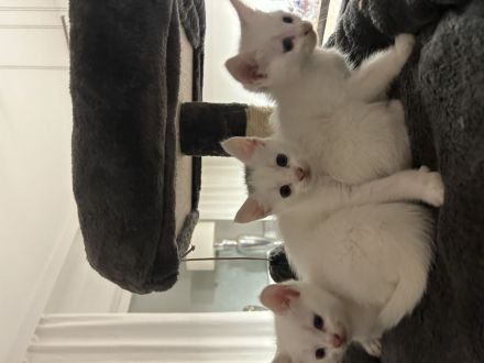 Reinrassige Türkisch Angora Kitten