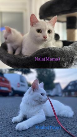 Reinrassige Türkisch Angora Kitten