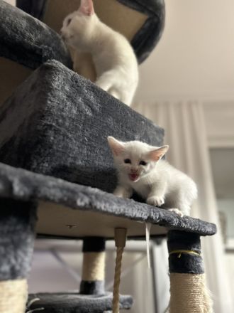 Reinrassige Türkisch Angora Kitten