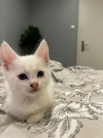 Reinrassige Türkisch Angora Kitten