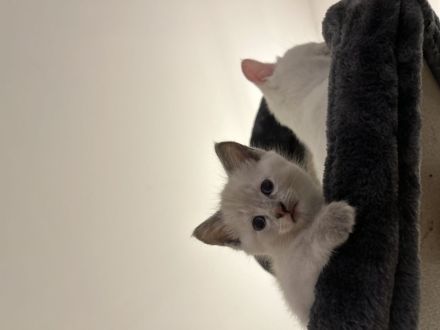 Reinrassige Türkisch Angora Kitten