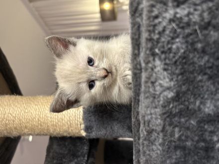 Reinrassige Türkisch Angora Kitten