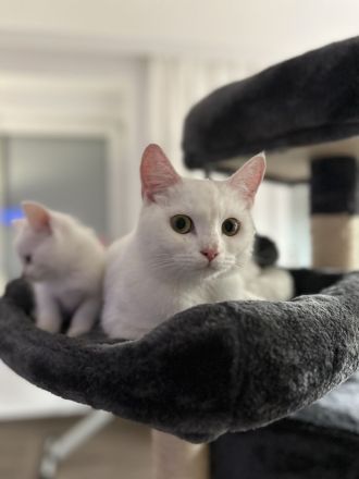 Reinrassige Türkisch Angora Kitten