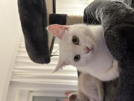 Reinrassige Türkisch Angora Kitten