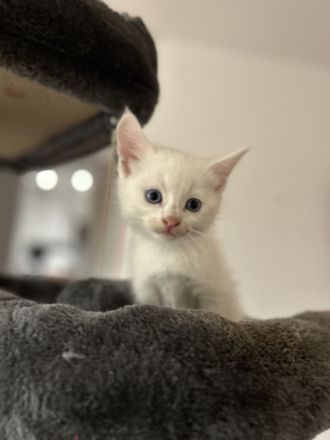 Reinrassige Türkisch Angora Kitten