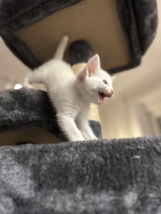 Reinrassige Türkisch Angora Kitten