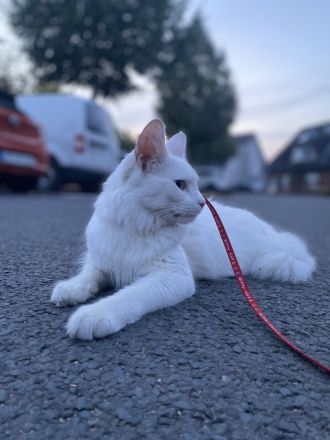 Türkisch Angora (Deckkater)