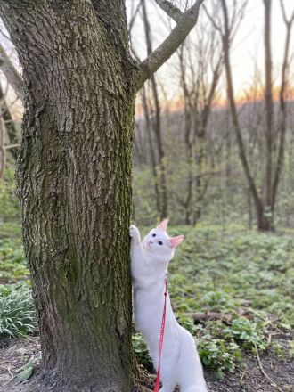 Türkisch Angora (Deckkater)