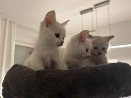 Türkisch Angora (Deckkater)