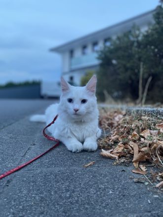 Türkisch Angora (Deckkater)