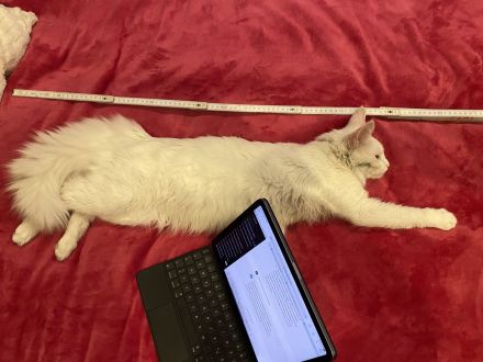 Türkisch Angora (Deckkater)