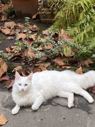 Türkisch Angora (Deckkater)