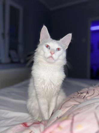 Türkisch Angora (Deckkater)