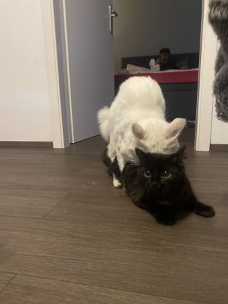 Türkisch Angora (Deckkater)