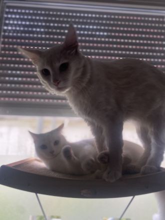 Türkisch Angora (Deckkater)