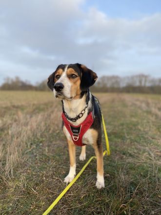 Jungspund Ivy sucht erfahrenes Zuhause