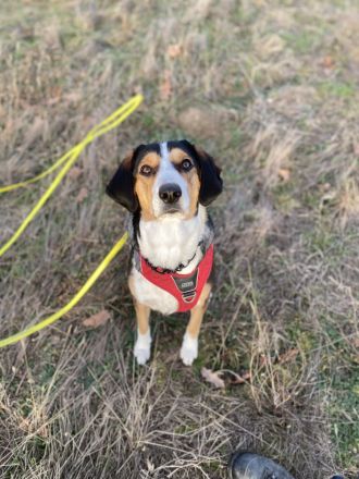 Jungspund Ivy sucht erfahrenes Zuhause