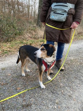 Jungspund Ivy sucht erfahrenes Zuhause