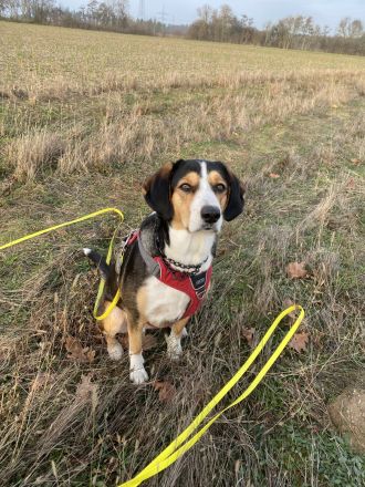 Jungspund Ivy sucht erfahrenes Zuhause