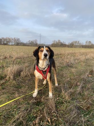 Jungspund Ivy sucht erfahrenes Zuhause