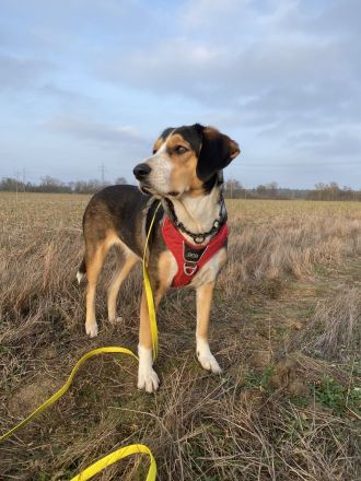 Jungspund Ivy sucht erfahrenes Zuhause