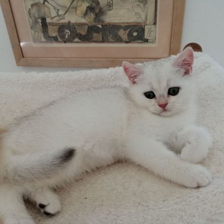 Reinrassige BKH Kitten suchen...