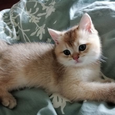 Reinrassige BKH Kitten suchen...