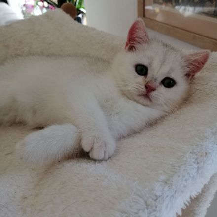 Reinrassige BKH Kitten suchen...