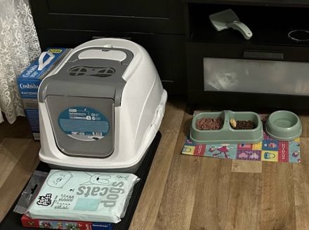 BKH KITTE 12Wochen alt mit allem drum und dran zu verkaufen  700€ VB