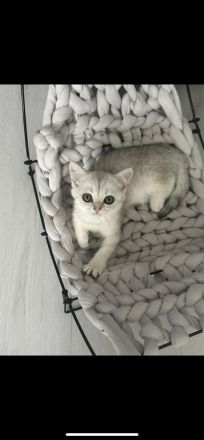 BKH KITTE 12Wochen alt mit allem drum und dran zu verkaufen  700€ VB