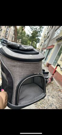 BKH KITTE 12Wochen alt mit allem drum und dran zu verkaufen  700€ VB